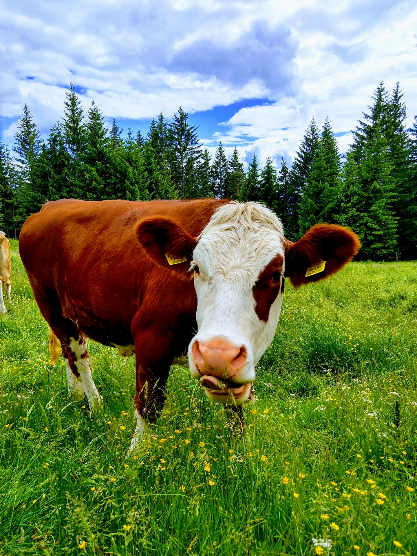 Kuh auf einer saftigen grünen Wiese